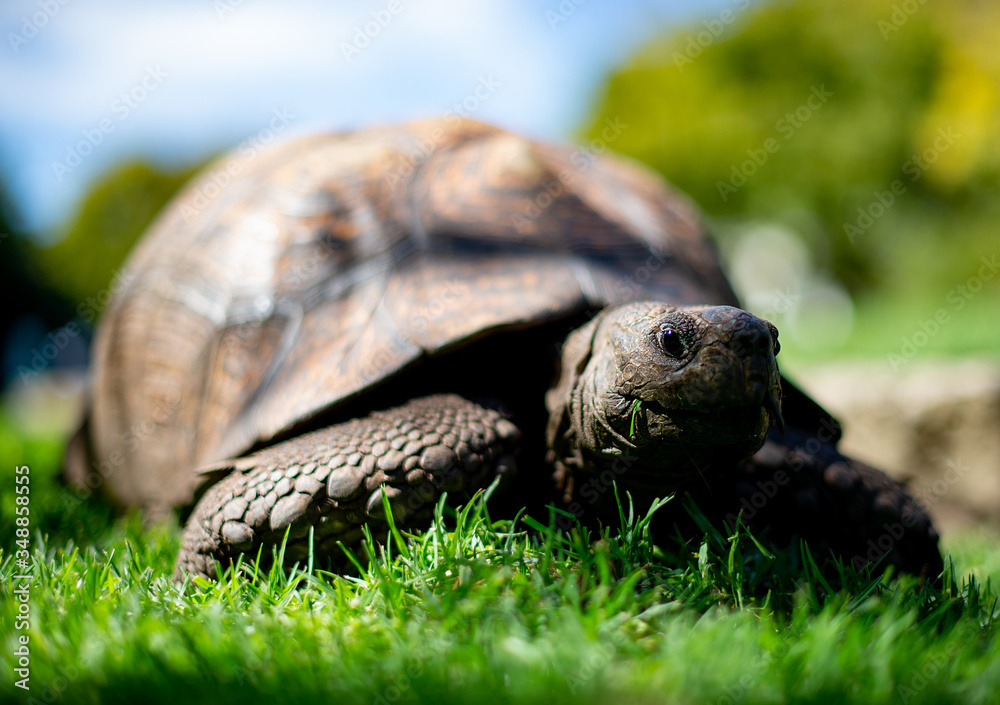 Obraz premium tortoise on the grass
