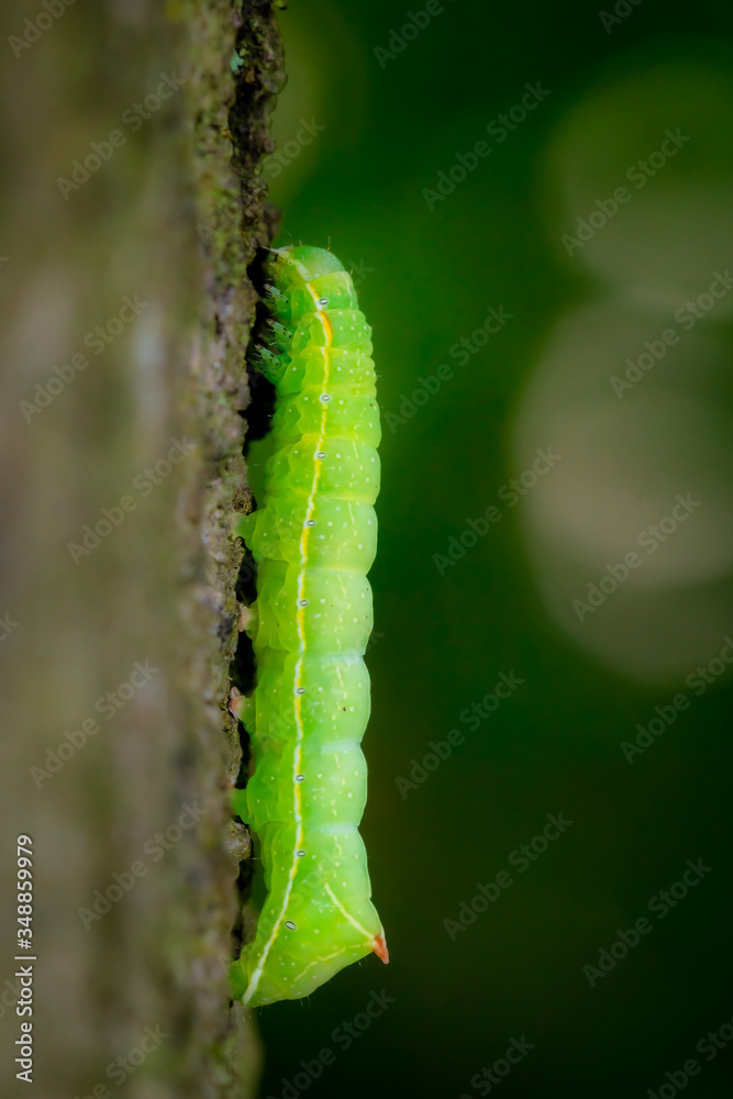 green caterpillar climbing a tree green caterpillar climbing a tree