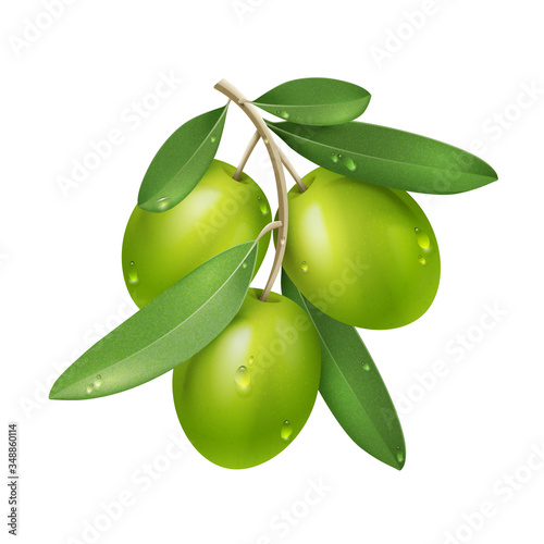 Vector Realistic Green Olive Branch Isolated on White Background with Leaves, Water Drops