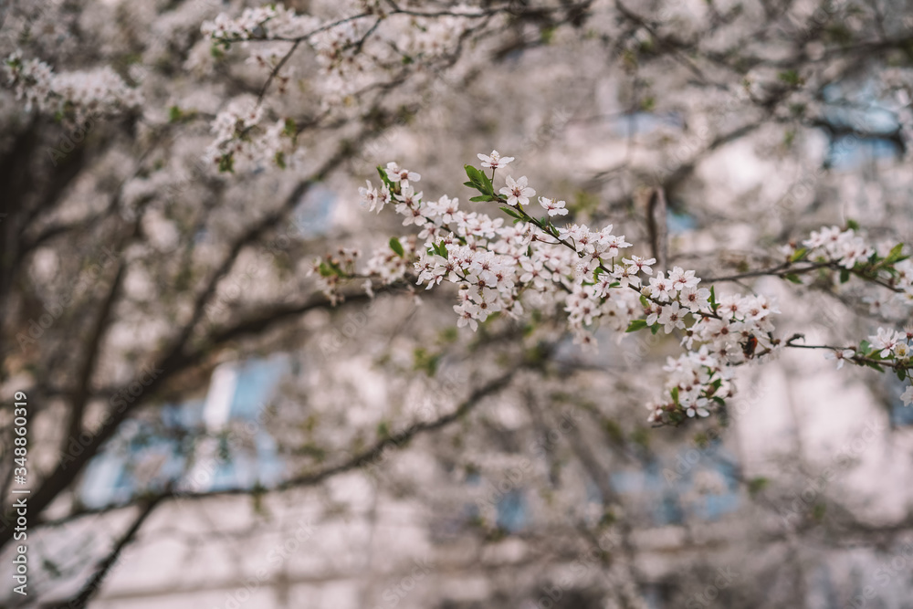 Blooming Apple tree, Apple orchard, beautiful white flowers close-up with blurred background Blooming Apple tree, Apple orchard, beautiful white flowers close-up with blurred background