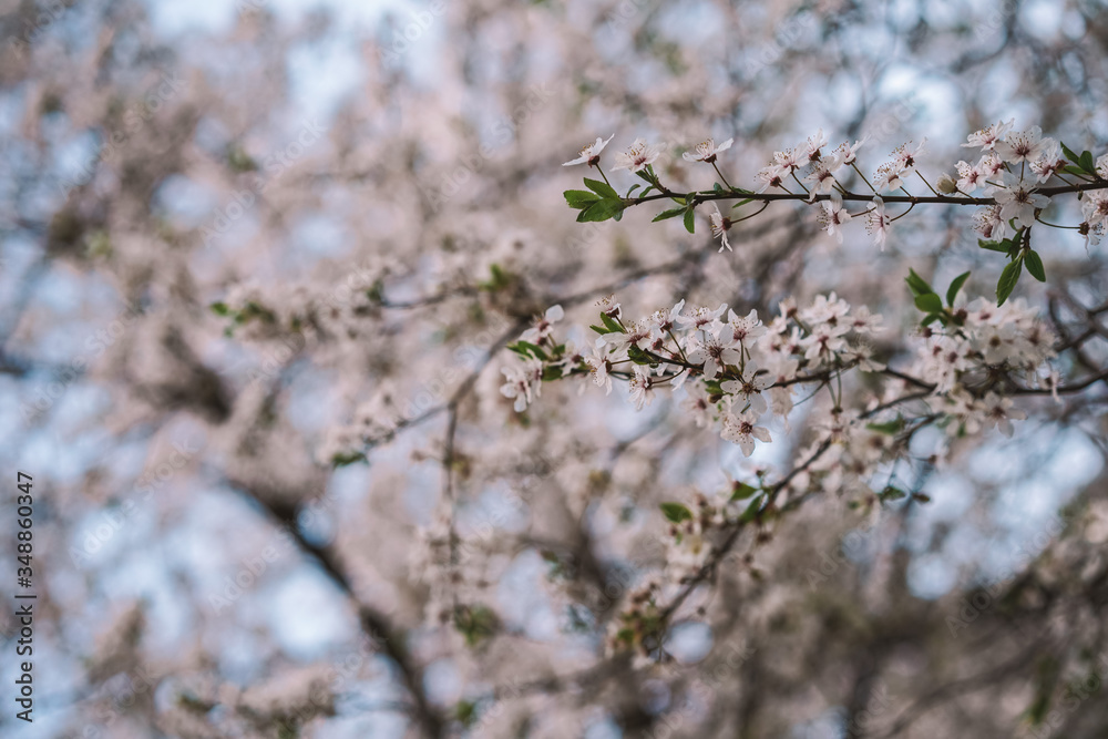 Blooming Apple tree, Apple orchard, beautiful white flowers close-up with blurred background Blooming Apple tree, Apple orchard, beautiful white flowers close-up with blurred background