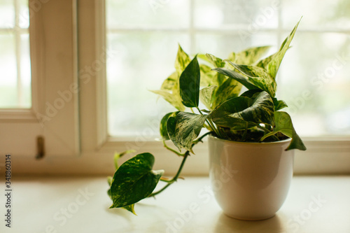 house plant, pothos variegata epipremnum aureum, money plant. air purifying photo