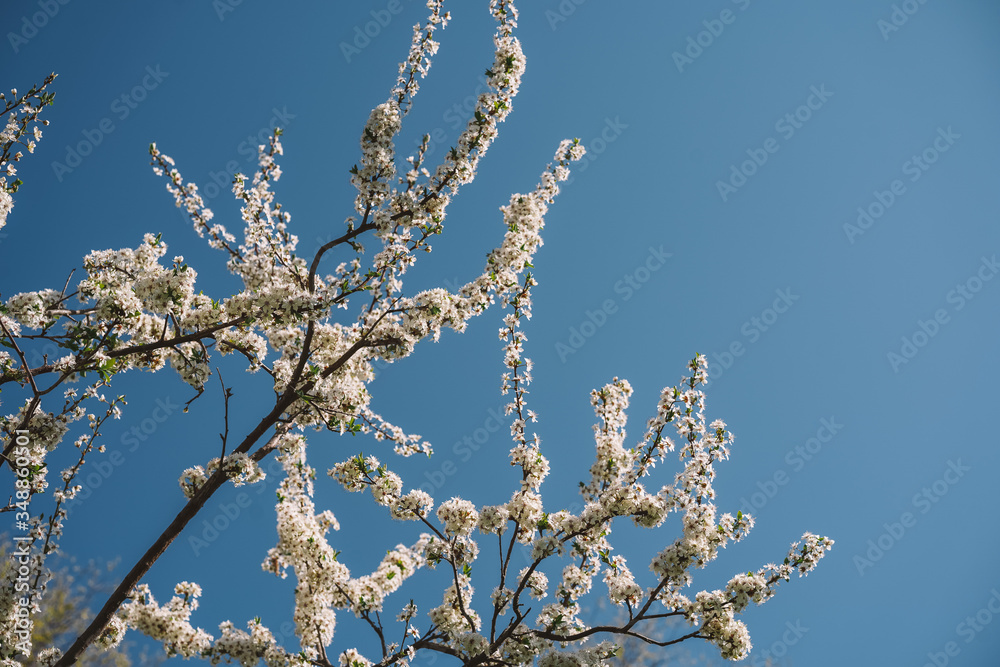 Blooming Apple tree against a blue sky, background image, lots of white flowers Blooming Apple tree against a blue sky, background image, lots of white flowers
