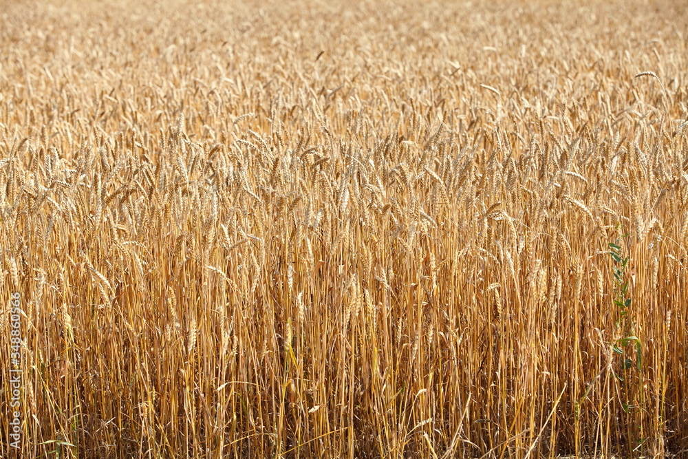 field of ripe wheat