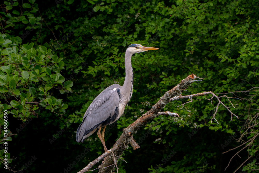 elegant grey heron standing on a branch in a city lake elegant grey heron standing on a branch in a city lake