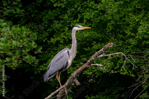 elegant grey heron standing on a branch in a city lake