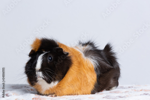 multicolored guinea-pig on the light background