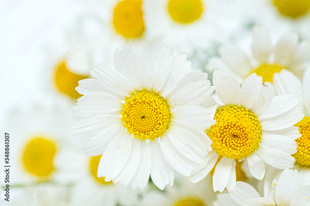 Fototapeta premium Chamomile daisy flowers on white background