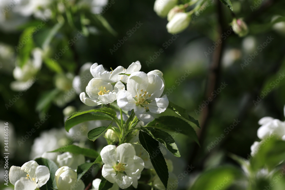 Fototapeta premium Beautiful spring garden. White flowers bloom on apple trees