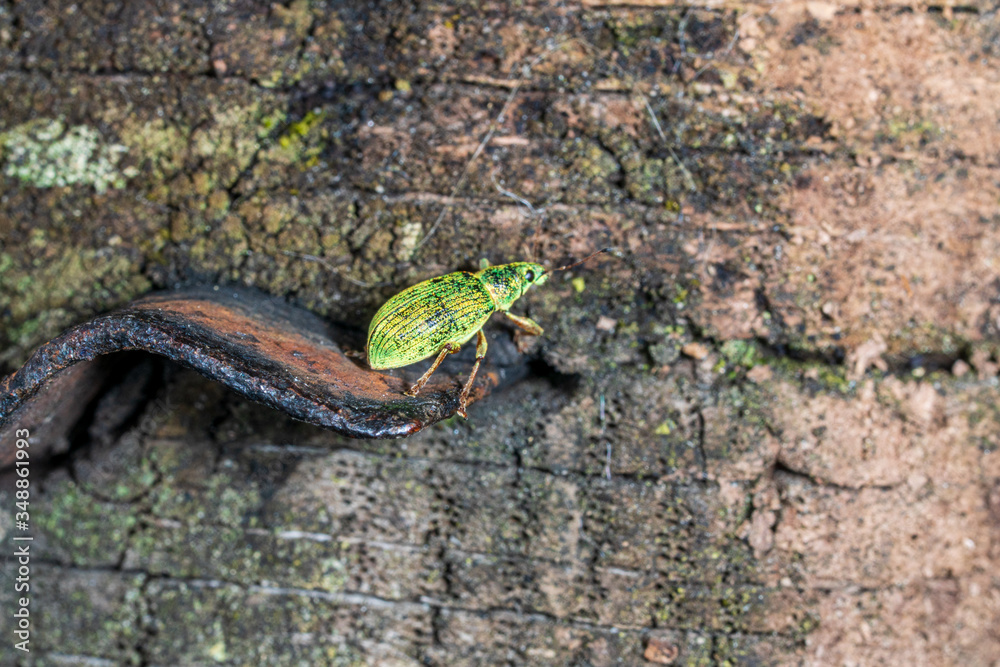 Obraz premium green bug on wood texture and rusty metal background