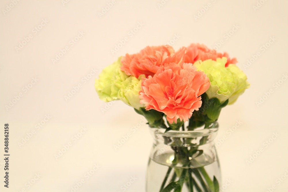 Fototapeta premium カーネーション