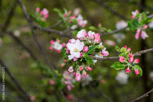Pink and white flowers on the tree