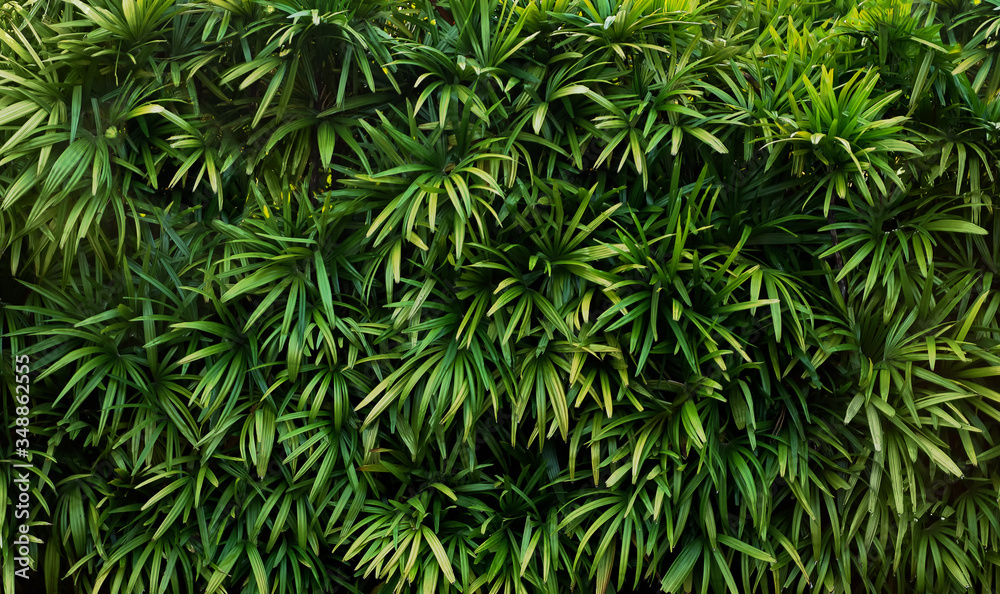 Wall of green branches with leaves. Tropical tree texture.