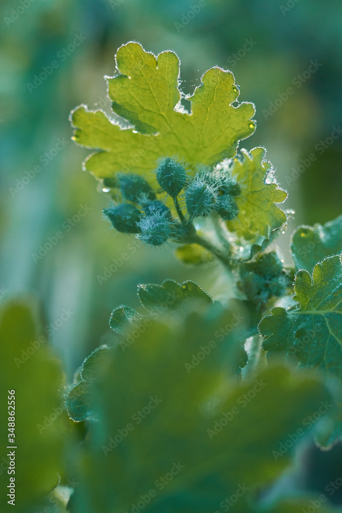 Celandine leaves with dew drops. Celandine leaves with dew drops.