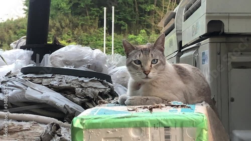 ダンボールの上でくつろぐ野良猫の動画