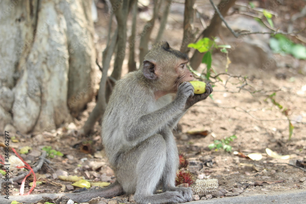 The little monkey eating a banana at Bangsaen Khao Sam Muk