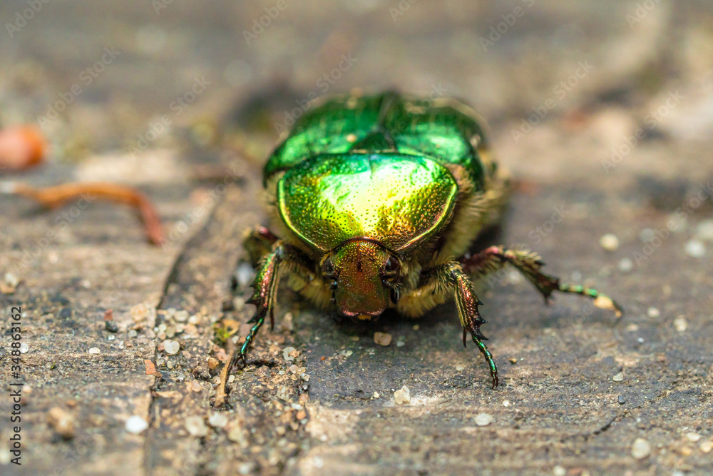Cetonia Aurata, rose chafer or the green rose chafer, shining on a wooden background Cetonia Aurata, rose chafer or the green rose chafer, shining on a wooden background