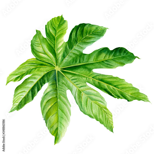 green tropical leaf, isolated on white background, watercolor illustration, botany