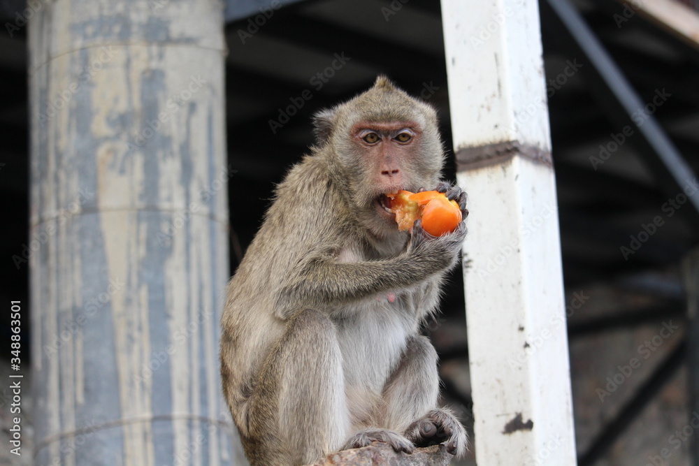 Naklejka premium Monkey mother eats fruits and vegetables.