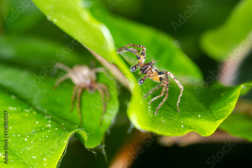 two spider on the web, hunting