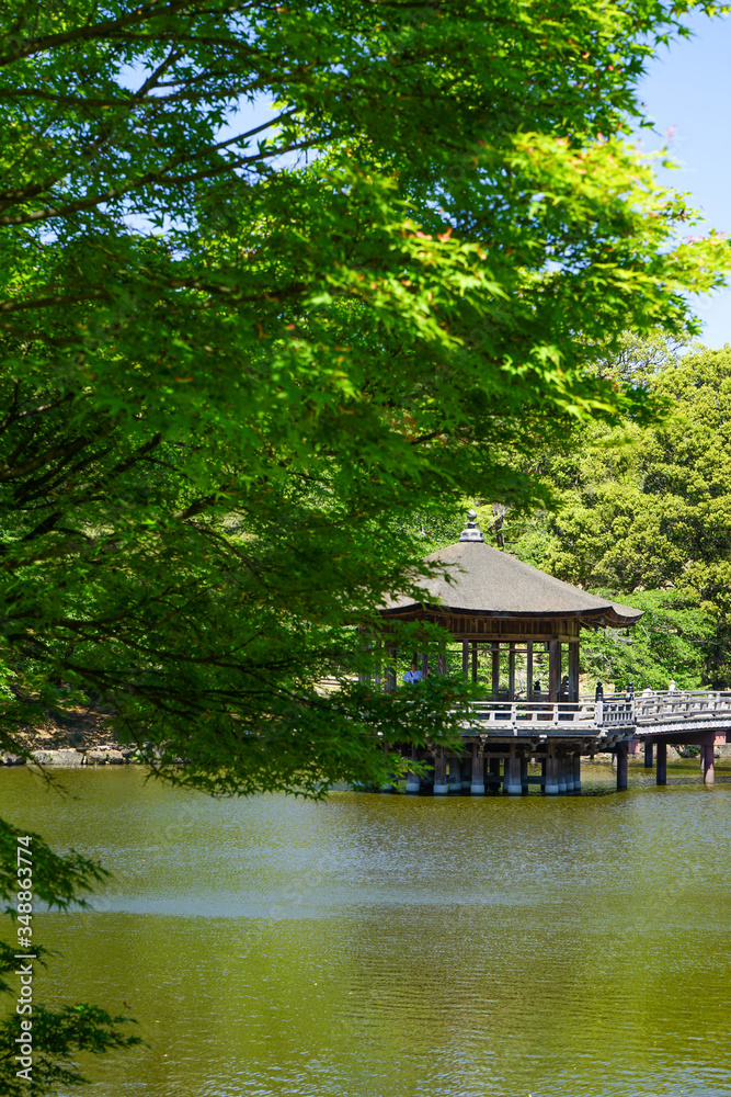 Fototapeta 奈良県奈良市「奈良公園 浮見堂」の新緑