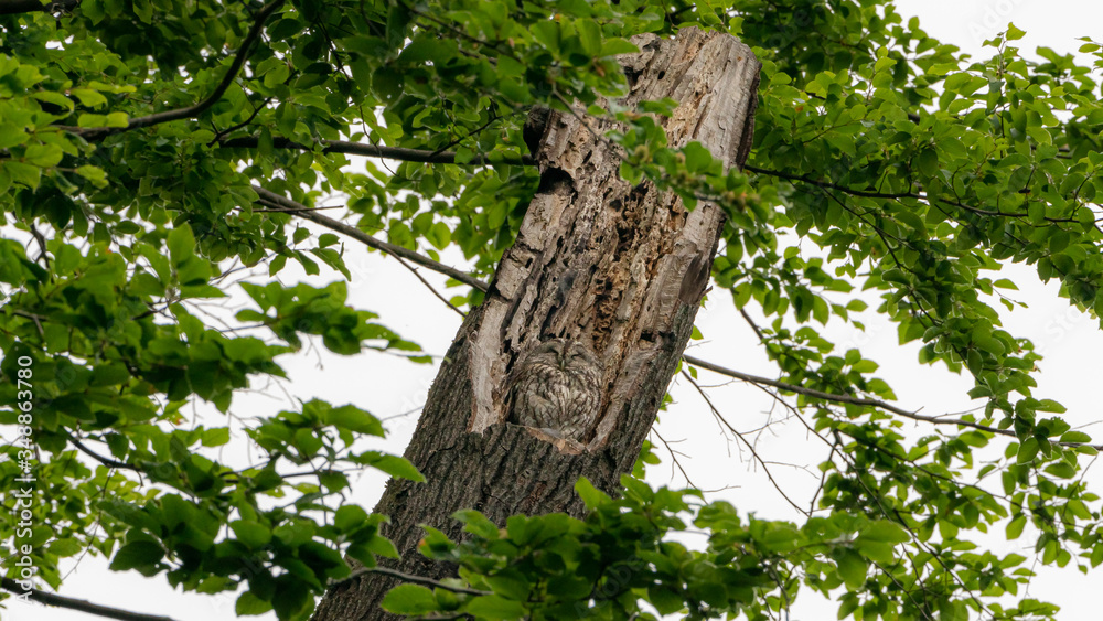 Fototapeta premium slipping tawny owl, smiling, camouflaging itself in the nest on a broken tree. 