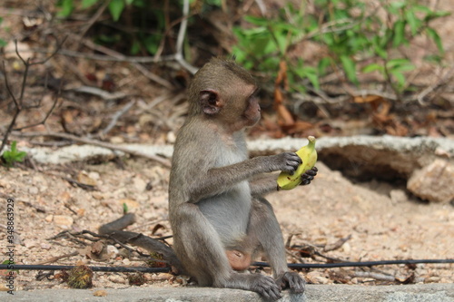 The little monkey eating a banana at Bangsaen Khao Sam Muk © Phronphan