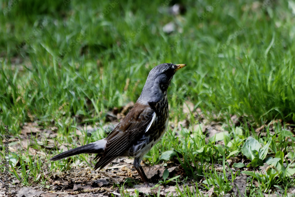 blackbird on the ground blackbird on the ground