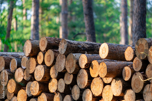 stacked tree trunks prepared in the forest  logging in the Czech Republic