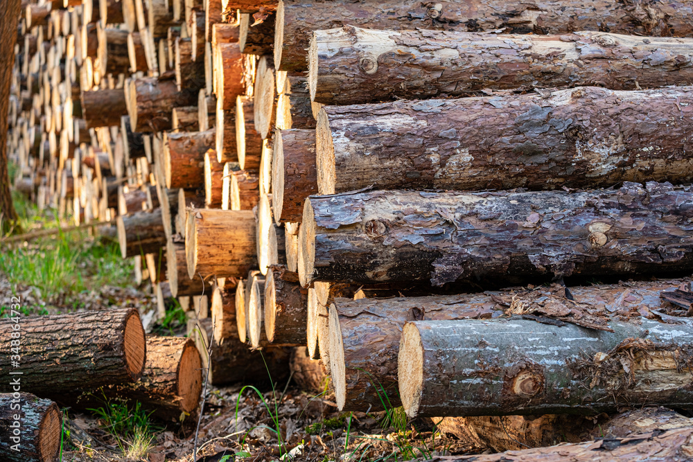 detail of harvested wood infested with bark beetles in a forest in the Czech Republic, processing of wooden materials detail of harvested wood infested with bark beetles in a forest in the Czech Republic, processing of wooden materials