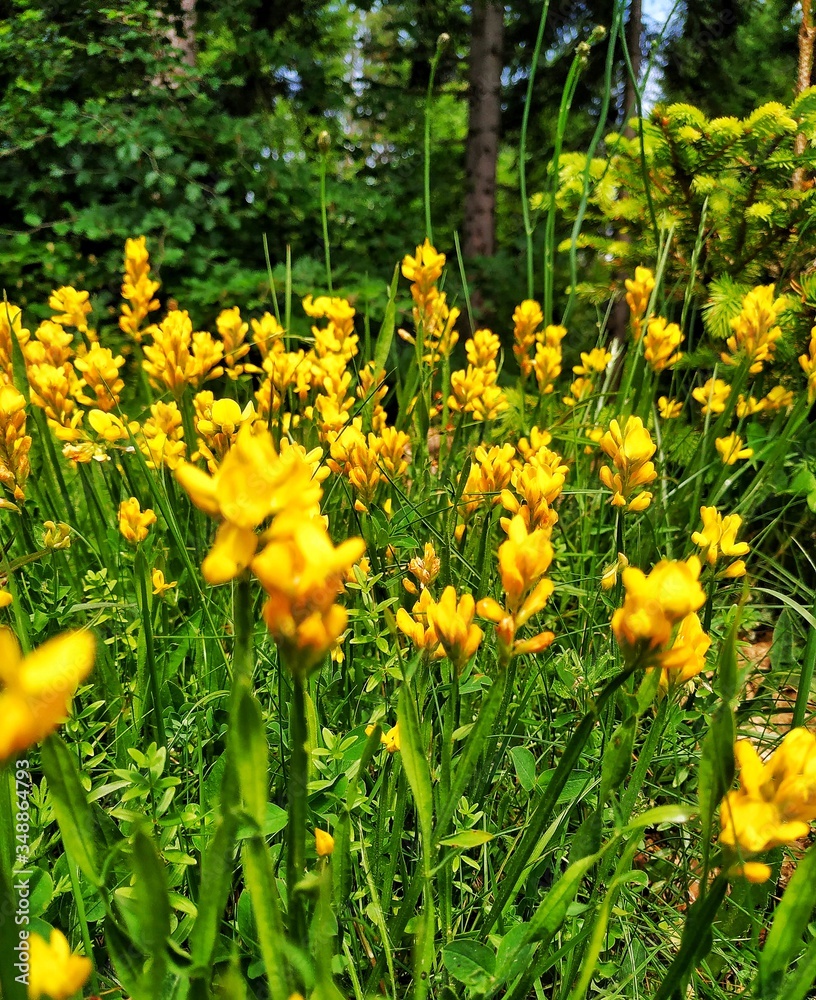 Obraz premium yellow flowers in the forest