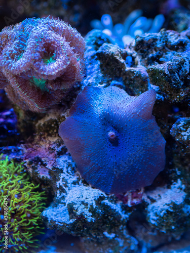 Blue discosoma (Actinodiscus - soft coral) coral in a reef tank photo