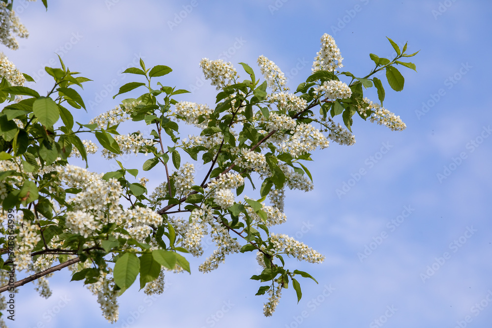 White flowers blooming bird cherry. White flowers blooming bird cherry.