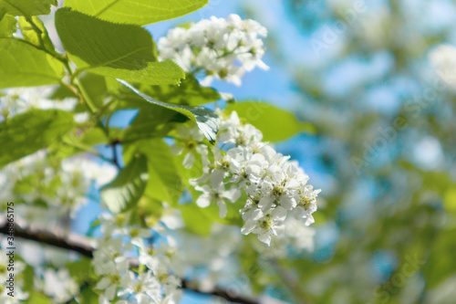 Blossoming bird cherry with white flowers in the garden. Beautiful branch of bird cherry blossoms against the blue sky background. Bright springtime in the garden.