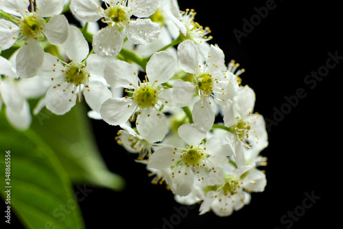Blossoming bird cherry with white flowers on a black background. Beautiful bird-cherry tree branch in bloom  close-up view. 