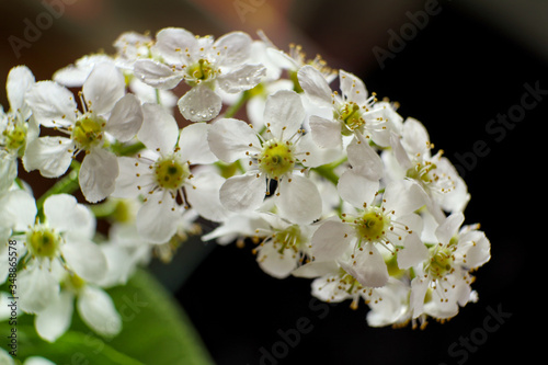 Blossoming bird cherry with white flowers on a black background. Beautiful bird-cherry tree branch in bloom, close-up view. 