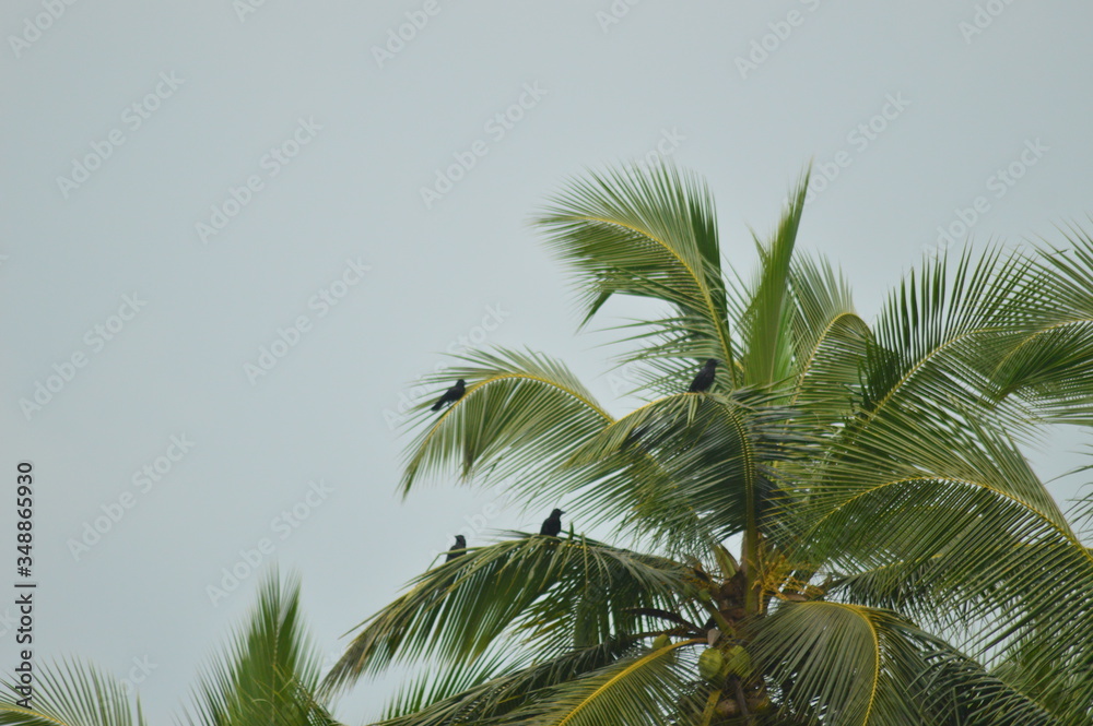 Coconut  tree leaves and the crows sitting view before the rain 