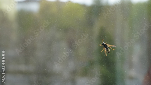 Wasp sits on glass on a green background. Look to the right