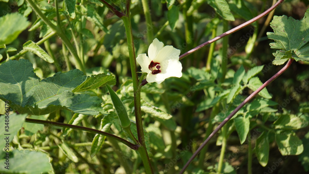 Flower in the Garden during Summer Season Flower in the Garden during Summer Season