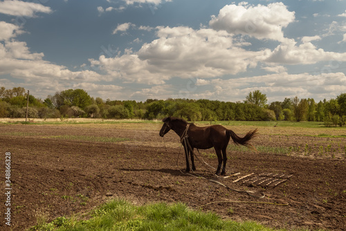 A dark horse with a device for cultivating the land stands on a plowed field. Farm rural simple life. Ukraine. Zhytomyr Oblast.