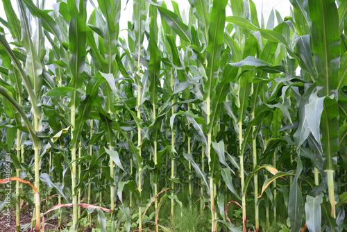 Corn filed in summer time