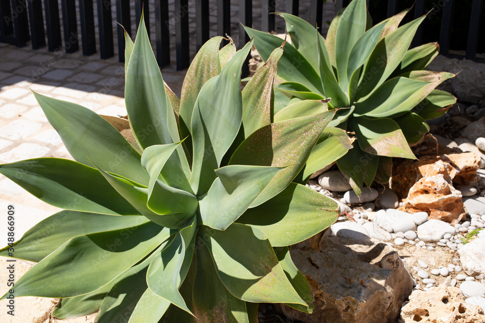 Fototapeta premium Close-up of aloe cacti in landscape design, gardening