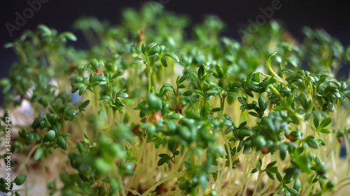 Green organic broccoli sprouts, a salad that fights cancer