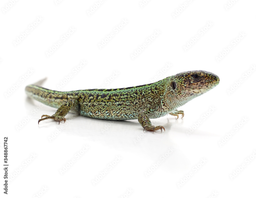 One green lizard. One green lizard.