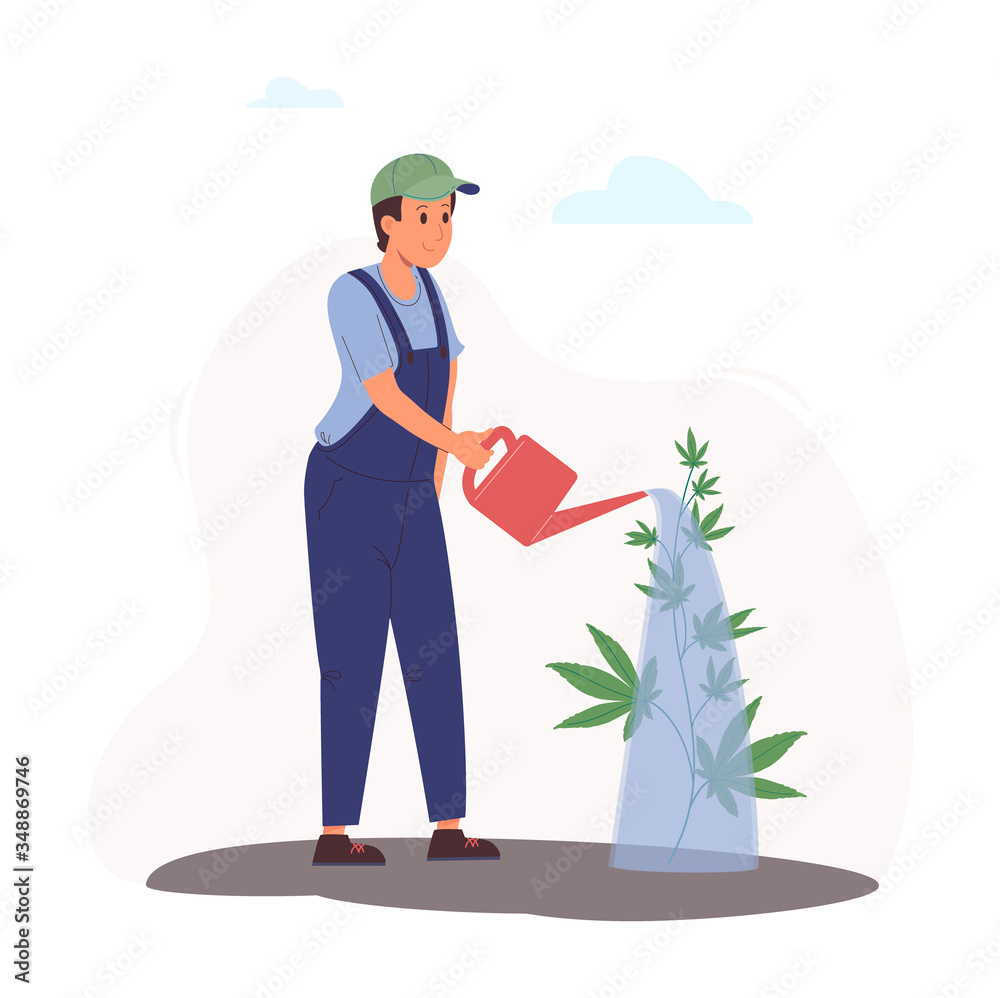 A worker pours hemp bush from a watering can. Indica, Sativa, thc. Organic marijuana, good for health is used for medical purposes and recreation.Vector illustration of growing hemp outdoors on a farm A worker pours hemp bush from a watering can. Indica, Sativa, thc. Organic marijuana, good for health is used for medical purposes and recreation.Vector illustration of growing hemp outdoors on a farm