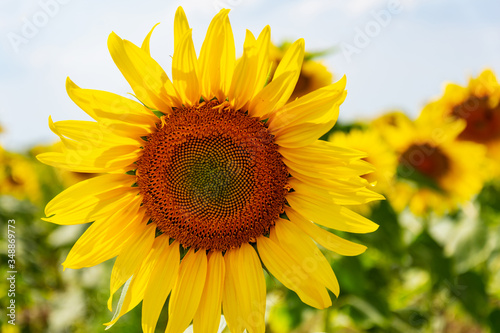 Fototapeta Naklejka Na Ścianę i Meble -  Sunflowers on the field in the sunshine. Sunny day and large yellow flowers growing side by side. Cultivation and upcoming harvests.