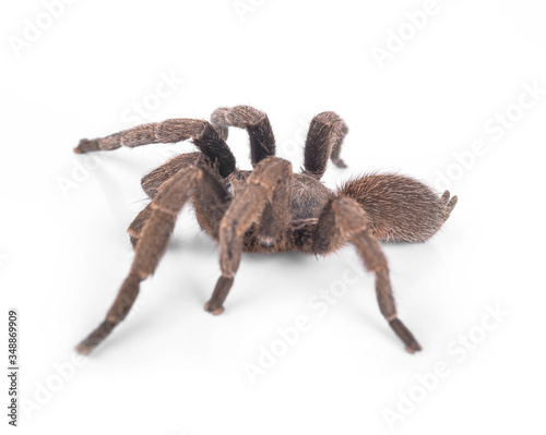 Tarantula isolate on white background