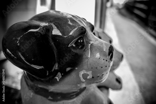 Photography Three dogs