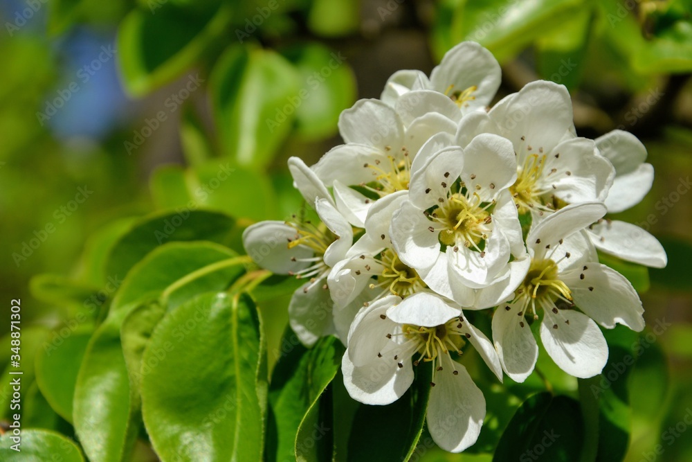 Blooming apple tree in spring time. White flowers on the tree branch. Apple tree blossom close up. Beautiful blooming apple flowers with green leaves Blooming apple tree in spring time. White flowers on the tree branch. Apple tree blossom close up. Beautiful blooming apple flowers with green leaves