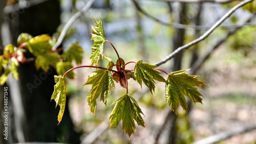 Fresh green leaves of the maple tree (Acer pseudoplatanus). Maple tree branches in springtime. Panoramic 
